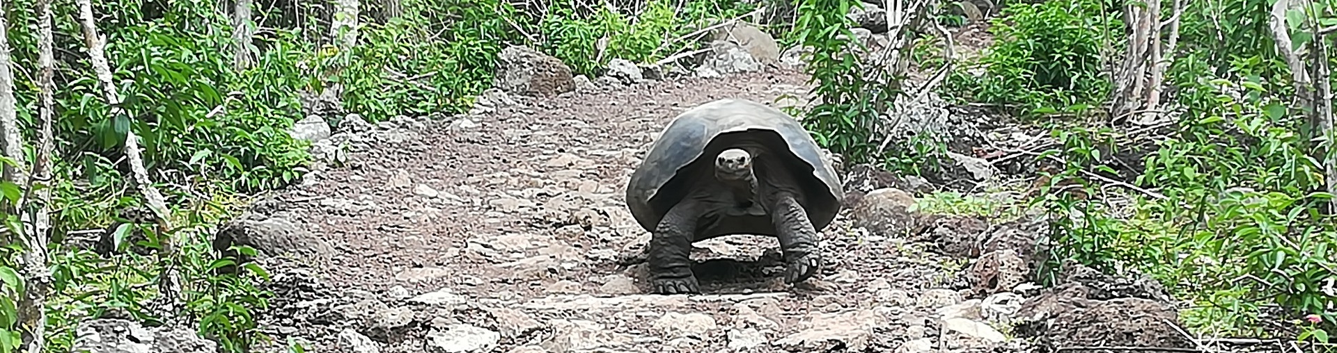 Giant tourtles at Galapagos accessible tours