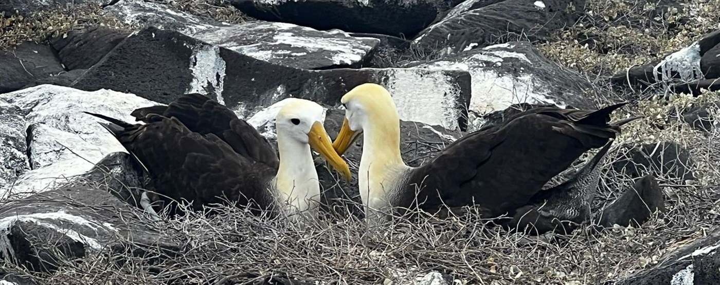 Galapagos