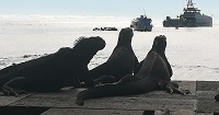 Marine Iguanas Galapagos