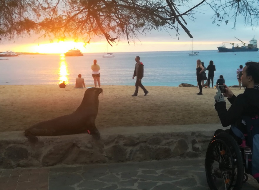 sea lion observation